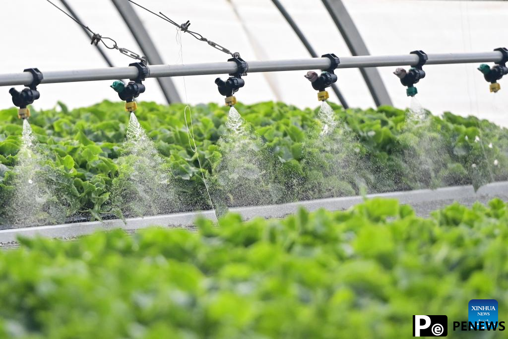 Modern agricultural technologies applied at vegetable base in Aksu, Xinjiang