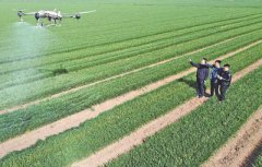 Technology facilitates efficient spring farming in C China's Henan