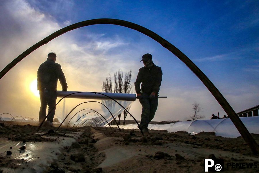 In pics: Hami melon cultivation underway in NW China