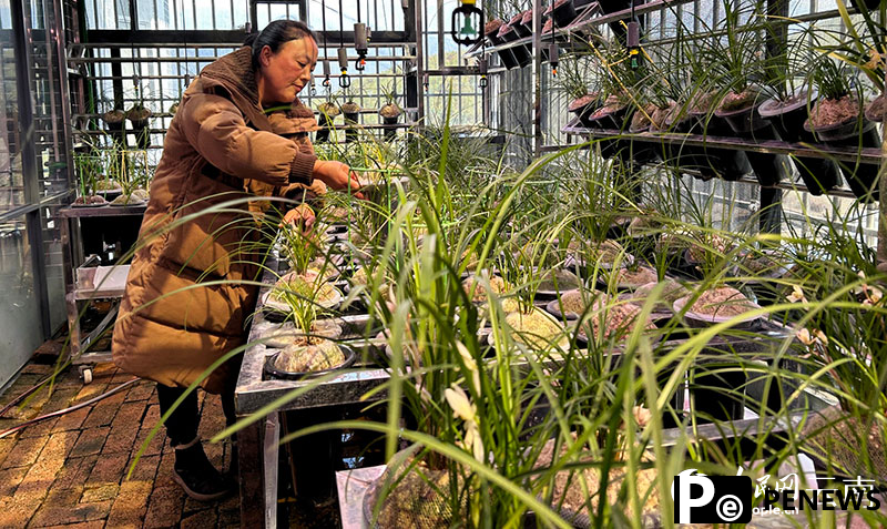 Orchid industry thrives in Weixi, SW China