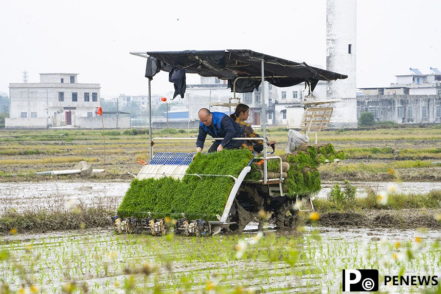 In pics: Spring farming underway in Binyang, S China