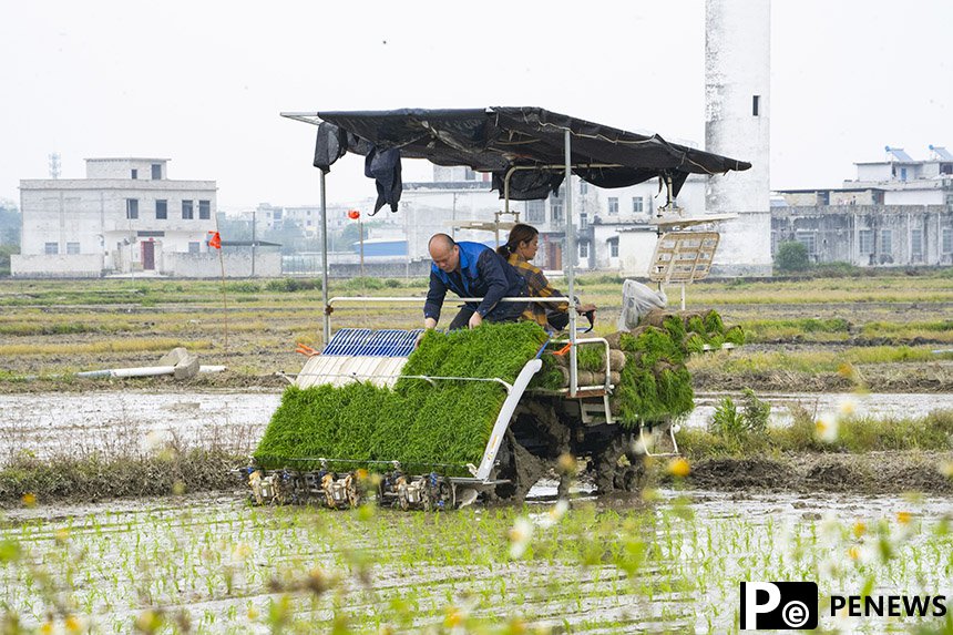 In pics: Spring farming underway in Binyang, S China