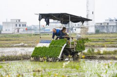 In pics: Spring farming underway in Binyang, S China's Guangxi