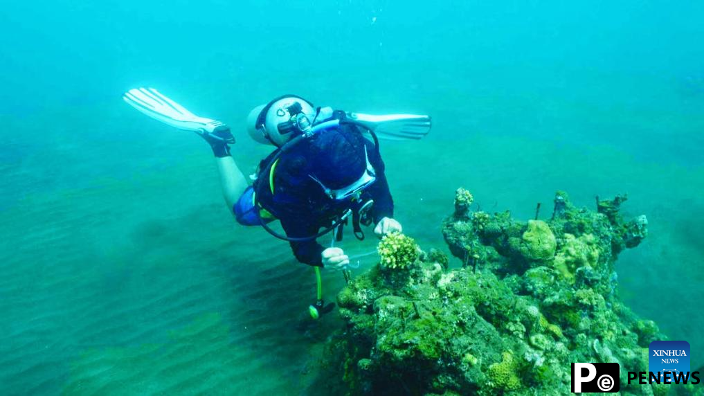 Researcher safeguards undersea garden against coral bleaching