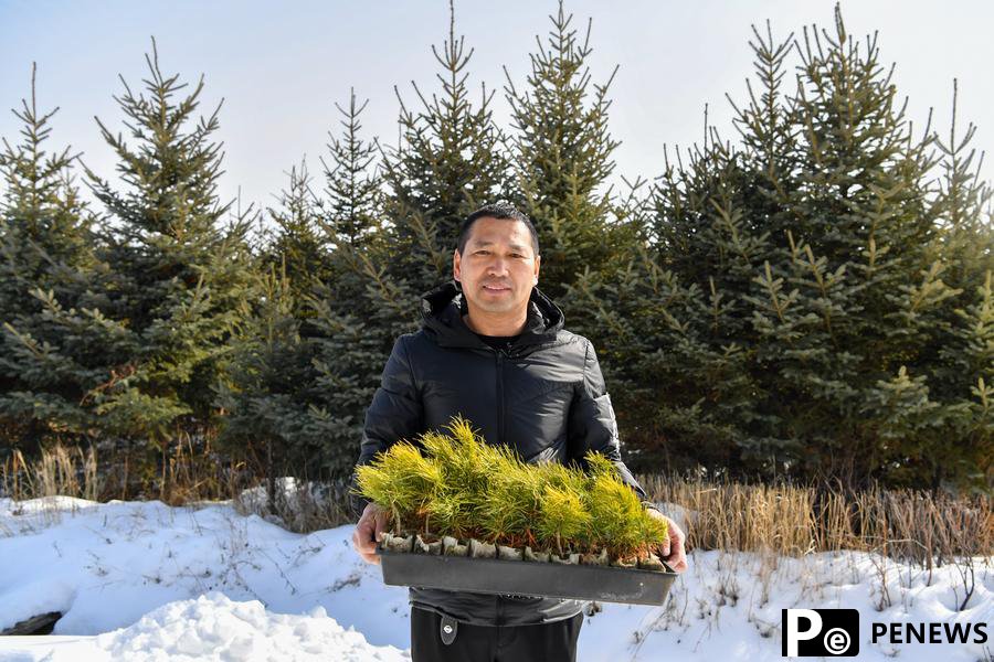 Logging ban sparks nature's rebirth in China's Khingan Mountains