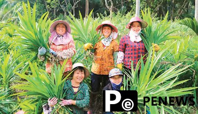 Flourishing pandan industry brings prosperity to village in China