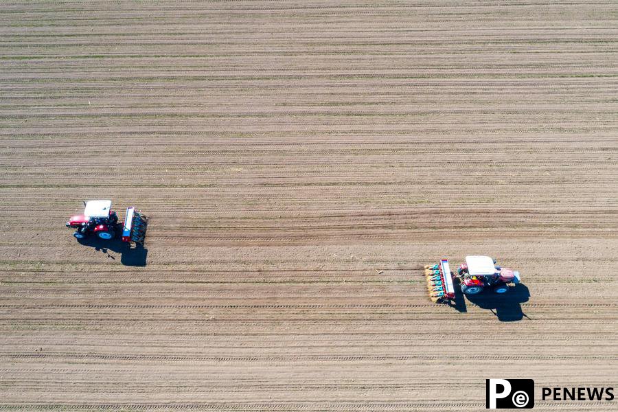 Spring farming in saline-alkali land boosts China's food security