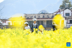 Tourists visit cole flower fields across China