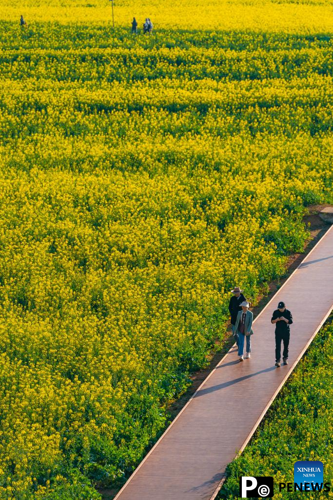 Cole flower fields draw visitors in SW China