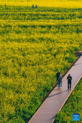 Cole flower fields draw visitors in SW China's Yunnan