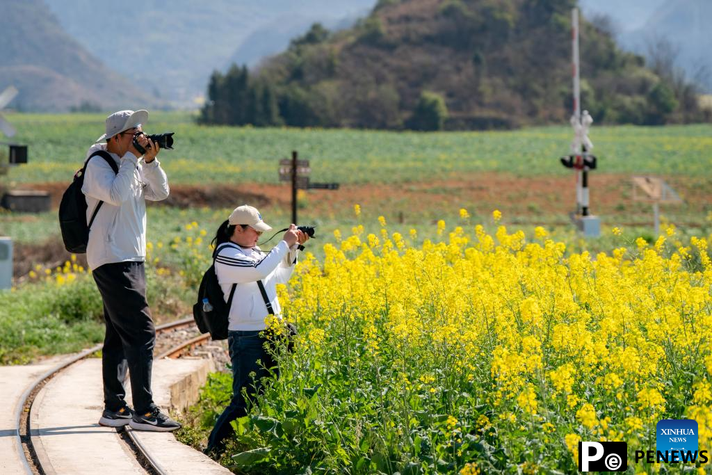 Cole flower fields draw visitors in SW China