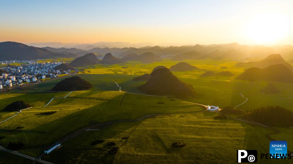 Cole flower fields draw visitors in SW China