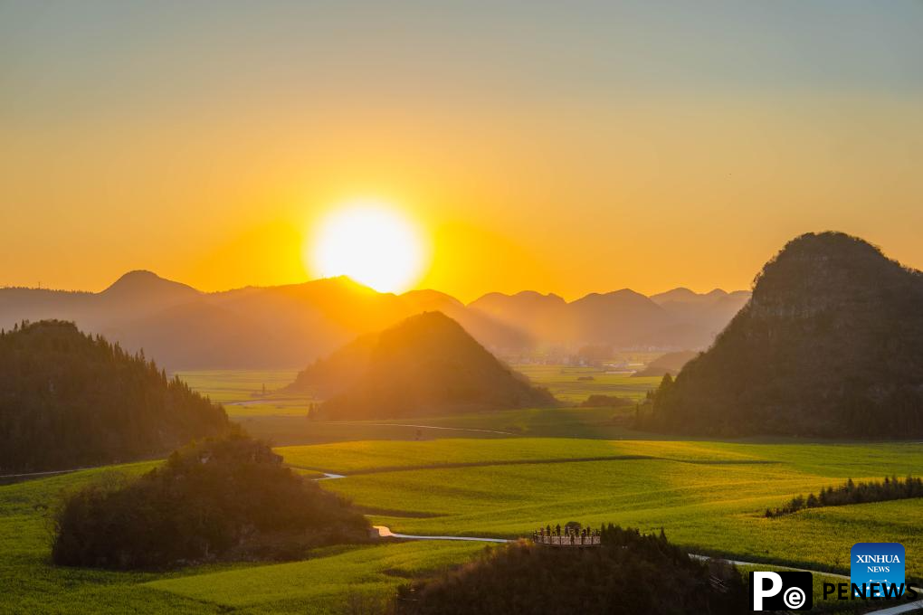 Cole flower fields draw visitors in SW China