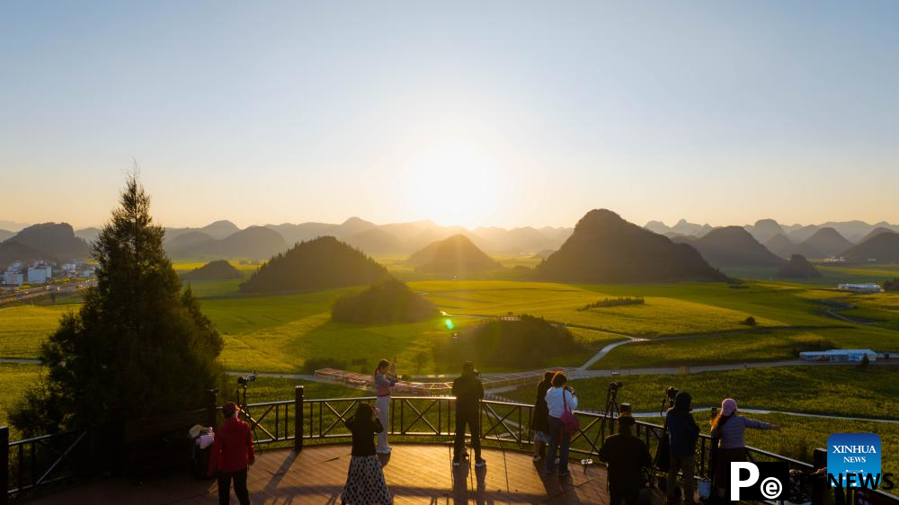 Cole flower fields draw visitors in SW China