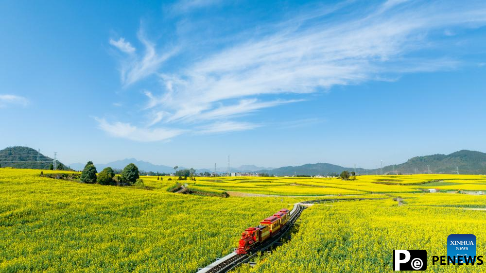 Cole flower fields draw visitors in SW China