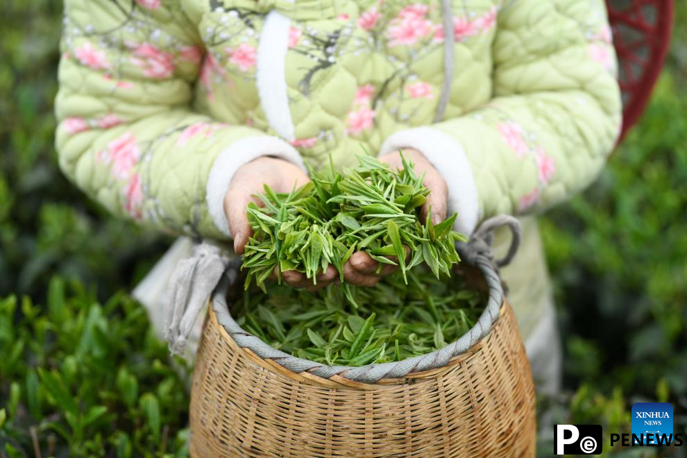 Farmers busy with harvesting, processing spring tea in SW China