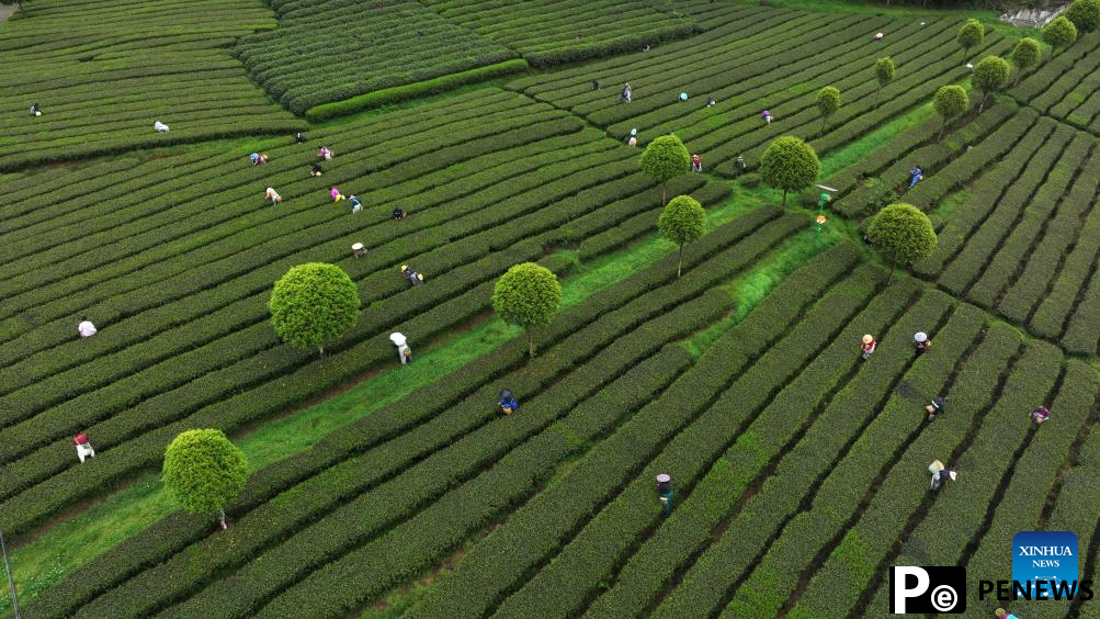 Farmers busy with harvesting, processing spring tea in SW China