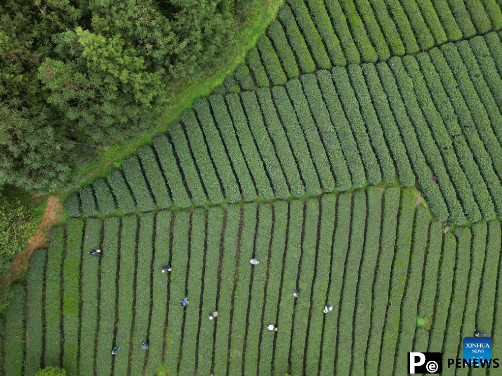 Farmers busy with harvesting, processing spring tea in SW China