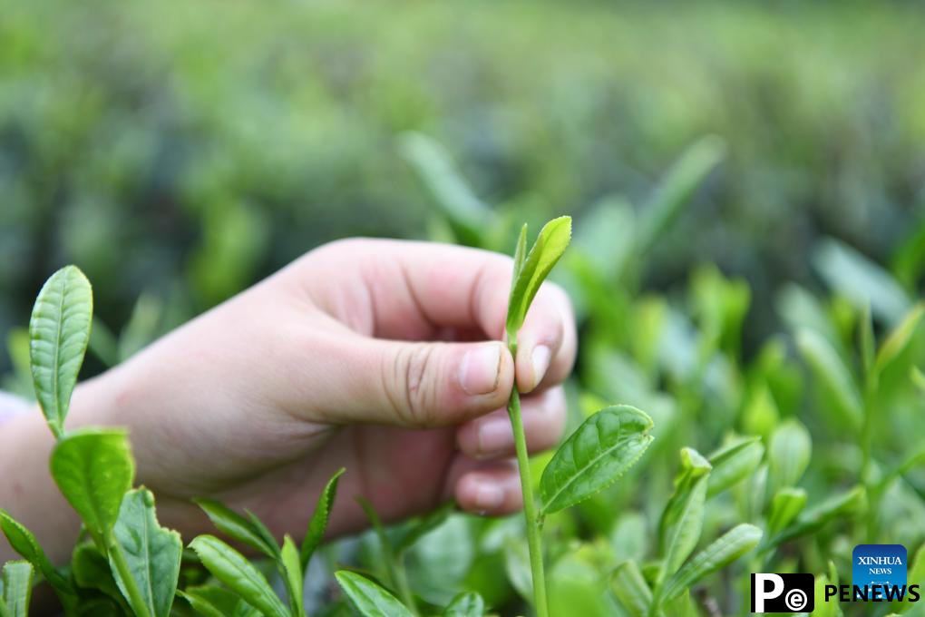 Farmers busy with harvesting, processing spring tea in SW China