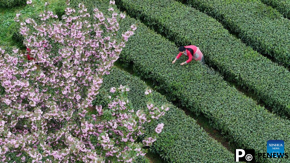 Farmers busy with harvesting, processing spring tea in SW China