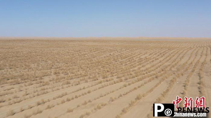 Desert county in NW China's Xinjiang experiences bountiful cistanche harvest