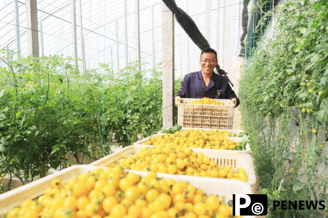 Agricultural technologies contribute to tomato planting in Shouguang, "China