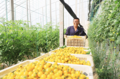 Agricultural technologies contribute to tomato planting in Shouguang, 