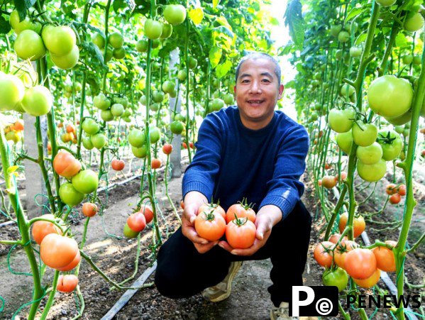 Agricultural technologies contribute to tomato planting in Shouguang, "China