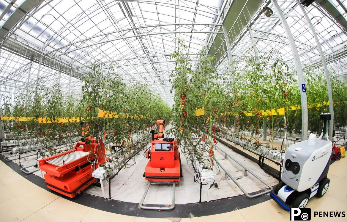 Agricultural technologies contribute to tomato planting in Shouguang, "China