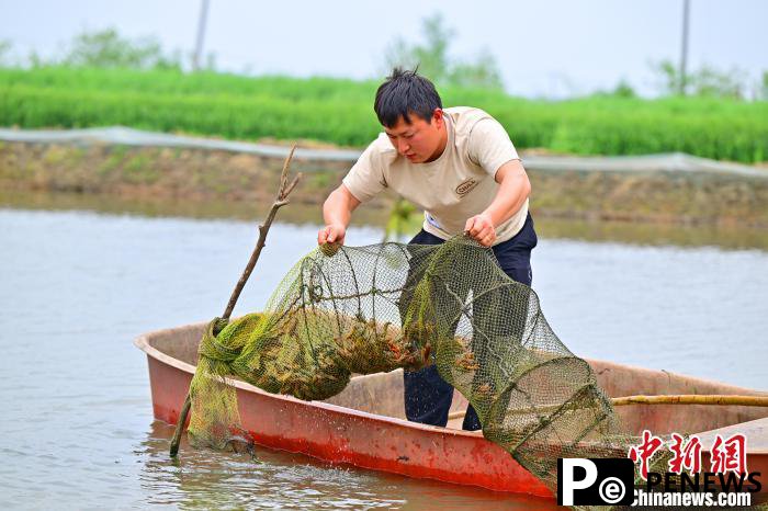 Co-culture of crayfish, aquatic species in Qianjiang, C China