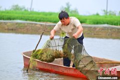 Co-culture of crayfish, aquatic species in Qianjiang, C China's Hubei generates wealth
