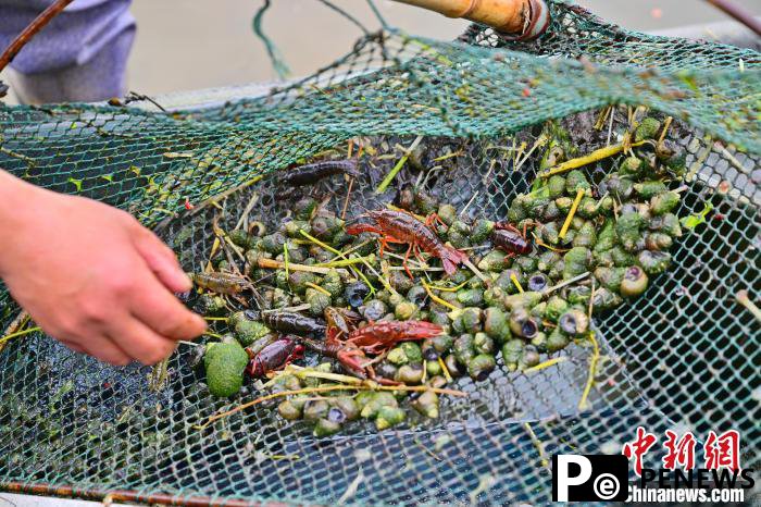 Co-culture of crayfish, aquatic species in Qianjiang, C China