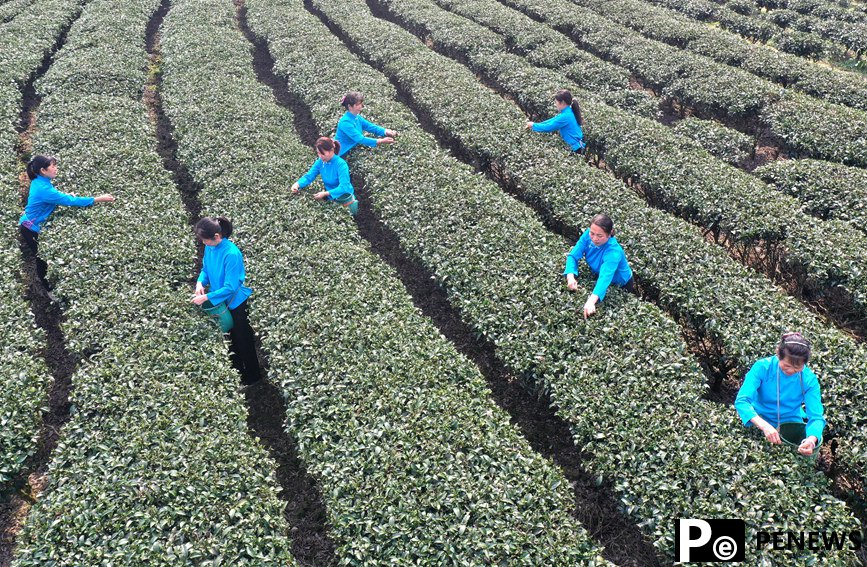 Farmers harvest early spring tea leaves in S China