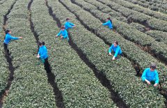 Farmers harvest early spring tea leaves in S China's Guangxi