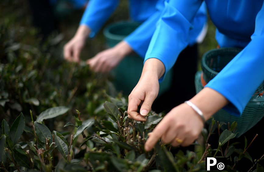 Farmers harvest early spring tea leaves in S China