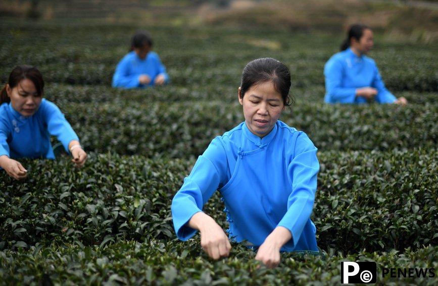 Farmers harvest early spring tea leaves in S China