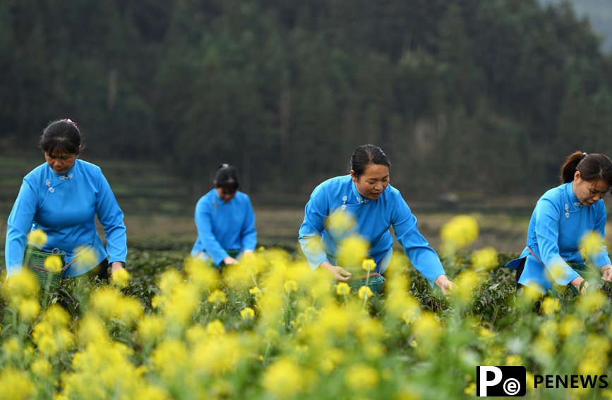 Farmers harvest early spring tea leaves in S China