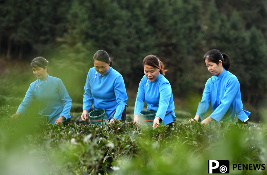 Farmers harvest early spring tea leaves in S China
