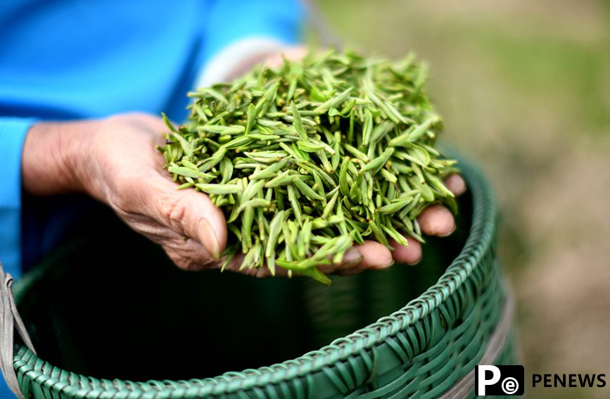 Farmers harvest early spring tea leaves in S China