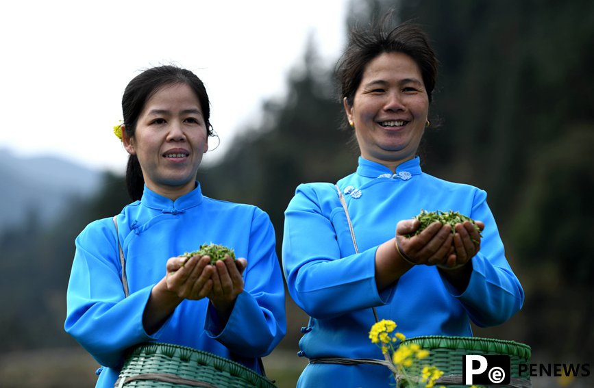 Farmers harvest early spring tea leaves in S China