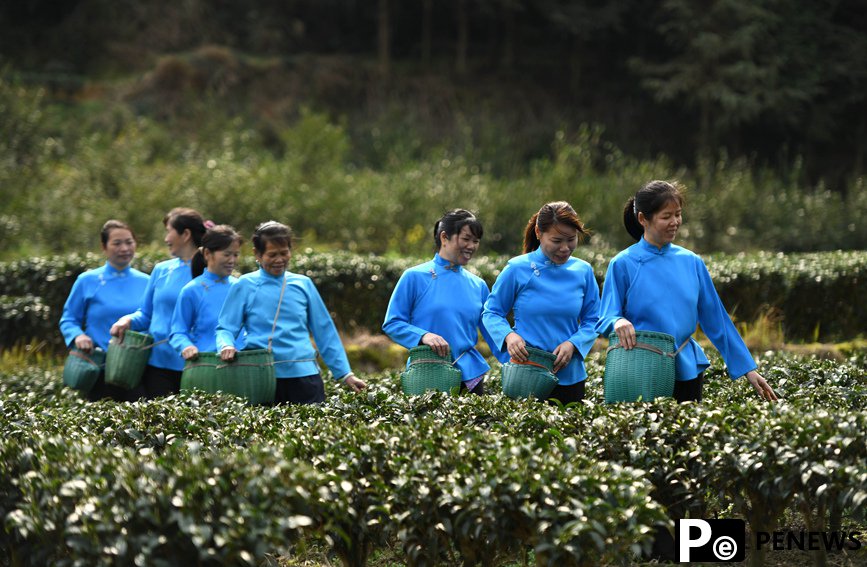 Farmers harvest early spring tea leaves in S China