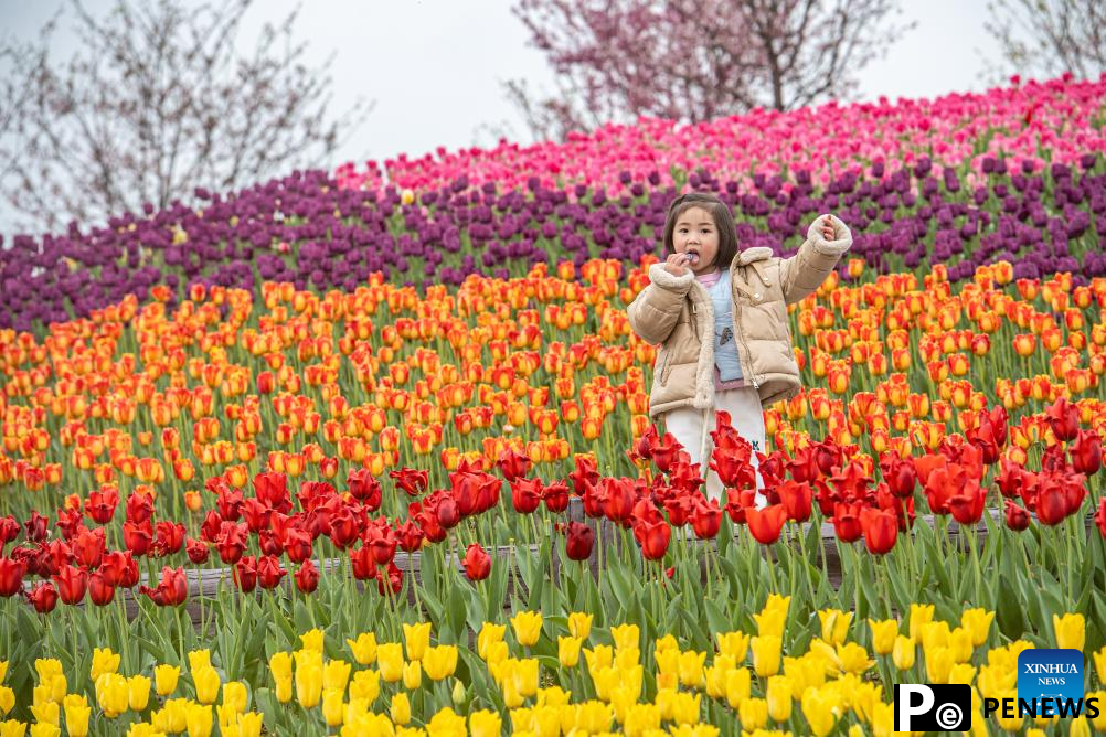 Tulips in blooming at scenic area in Chongqing