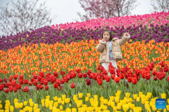 Tulips in blooming at scenic area in Chongqing