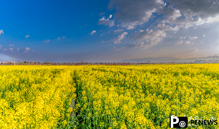 Snow, flowers form romantic contrast in early spring in Dali, SW China