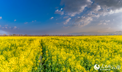 Snow, flowers form romantic contrast in early spring in Dali, SW China's Yunnan