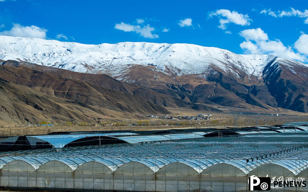 Smart greenhouses boost crop yield, income in SW China