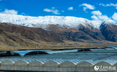 Smart greenhouses boost crop yield, income in SW China's Xizang