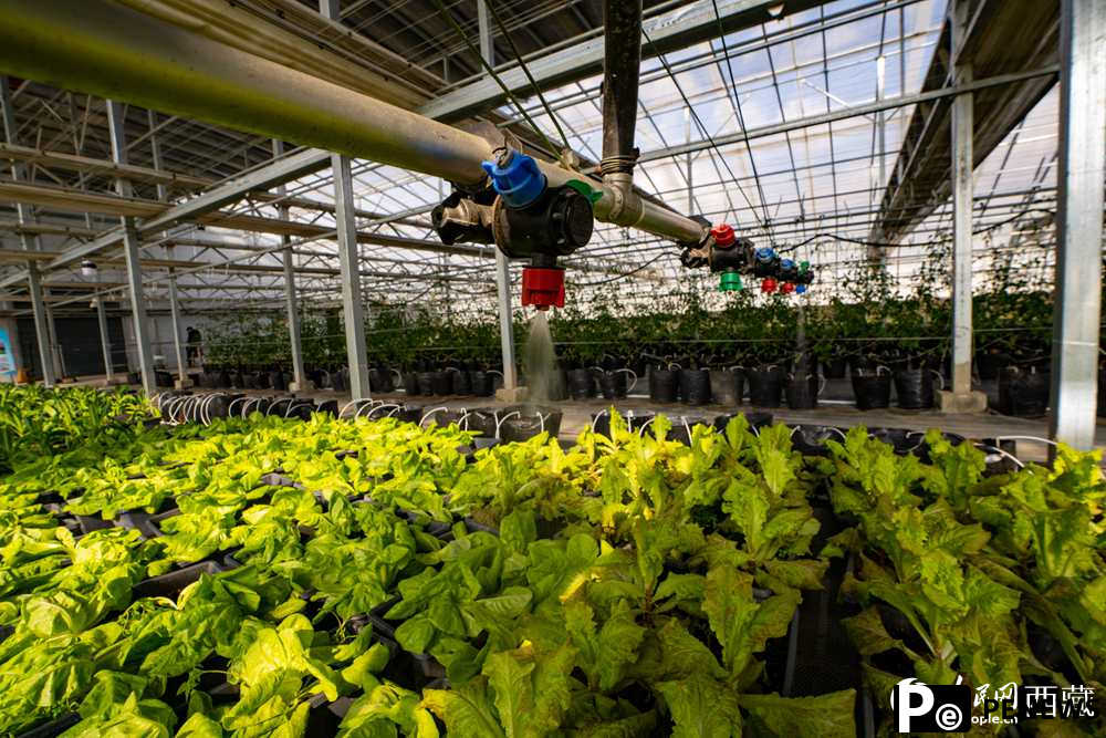 Smart greenhouses boost crop yield, income in SW China