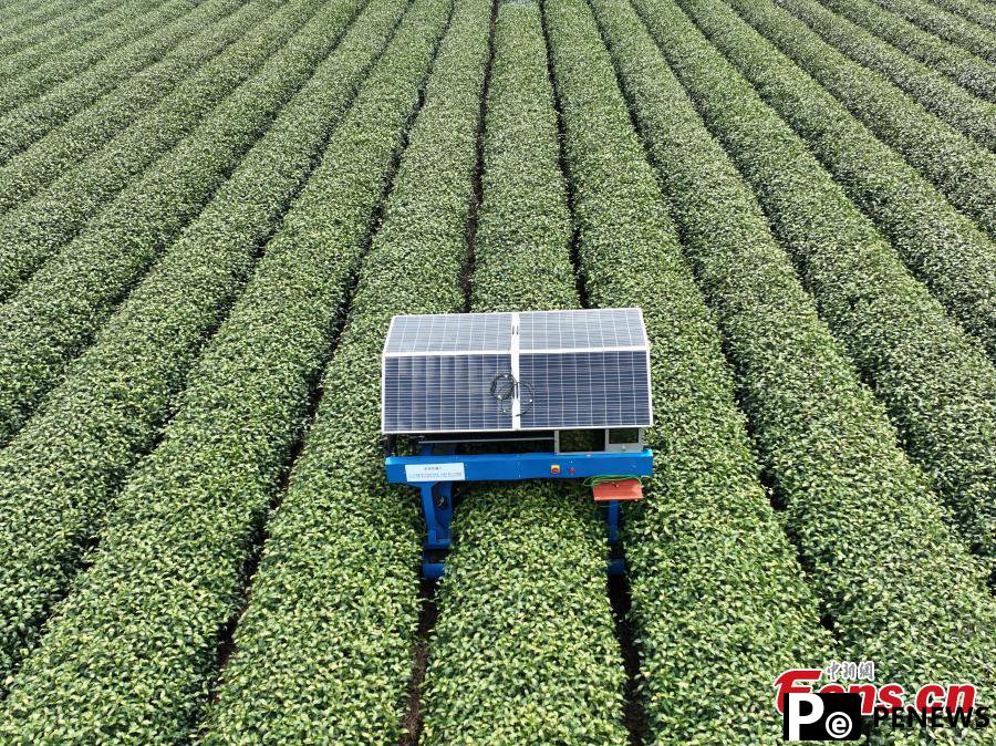 Tea picking robot operates in harvest season