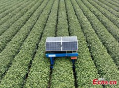 Tea picking robot operates in harvest season